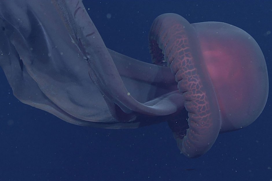 Гигантская медуза Stygiomedusa gigantea