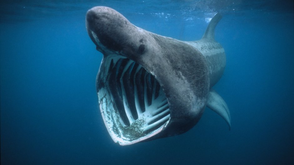 Самая большая акула в мире МЕГАЛОДОН