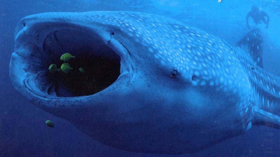 Пелагическая большеротая акула