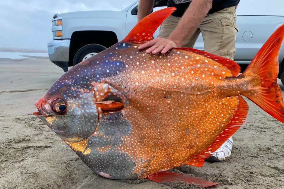 Красноперый опах