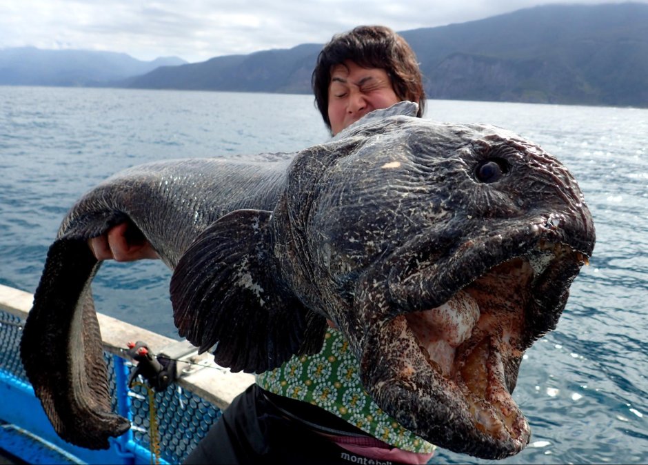 Речные монстры зубатка