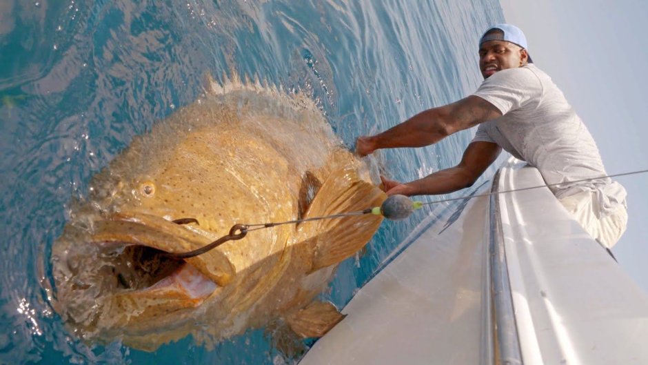 Монстр Goliath Grouper