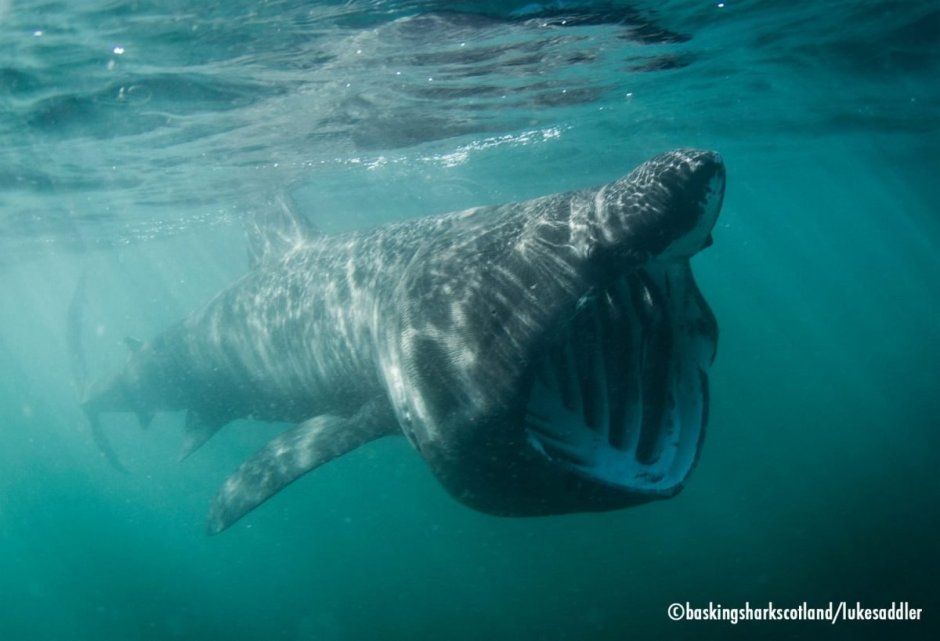 Гигантская акула (basking Shark)