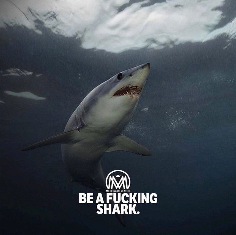 Мако акула большая