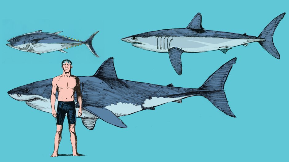 Акула мако размер