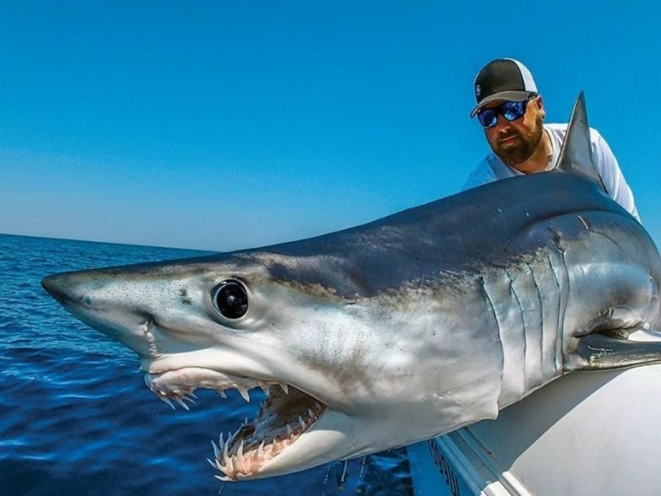 Акула-мако (серо-голубая акула)