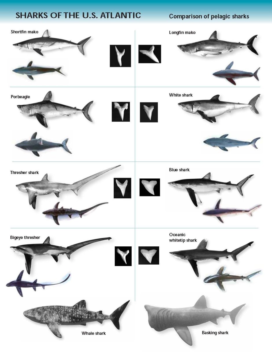Акула мако и белая акула сравнение