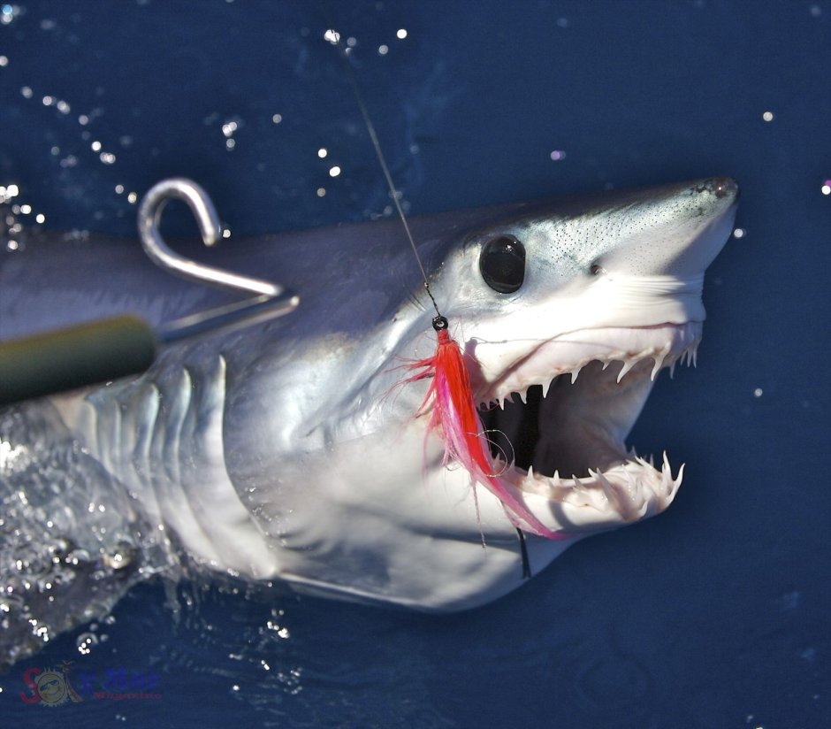 Бронебойная акула-мако