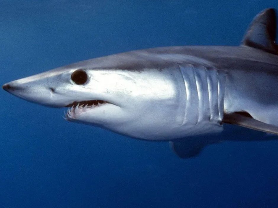 Акула мако