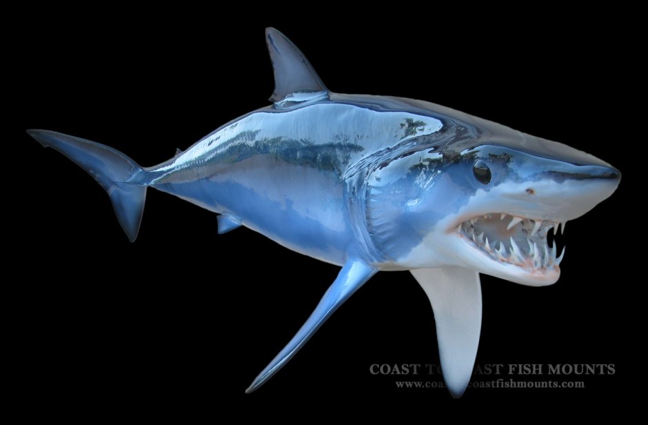 Маунт акула