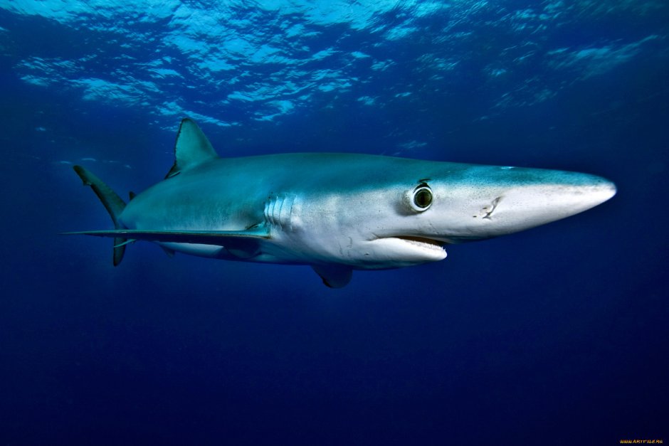 Сельдевая акула