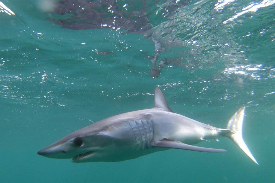 Белая акула мако