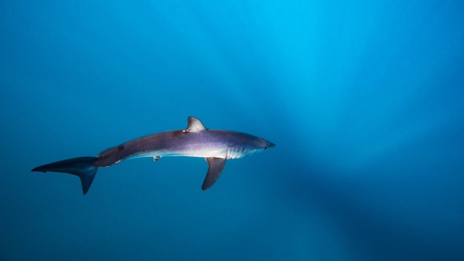 Белоперая акула мако