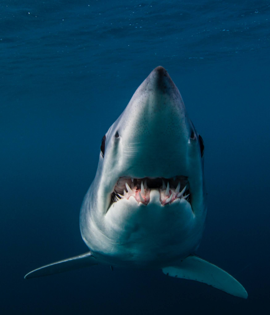 Цвет акулы