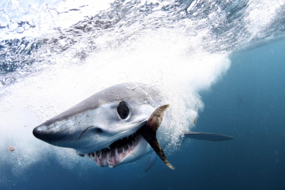 Маскот акула