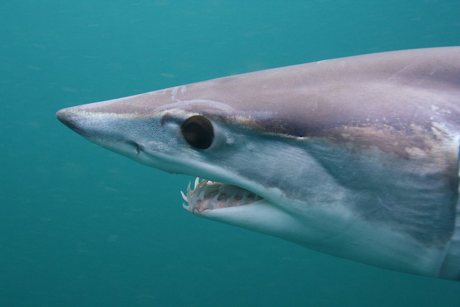 Акула Дельфин тунец