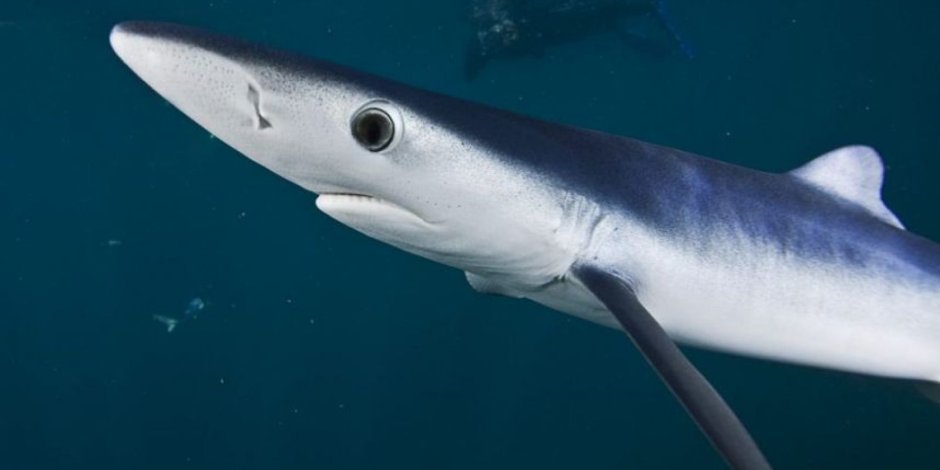 Серо голубая мако