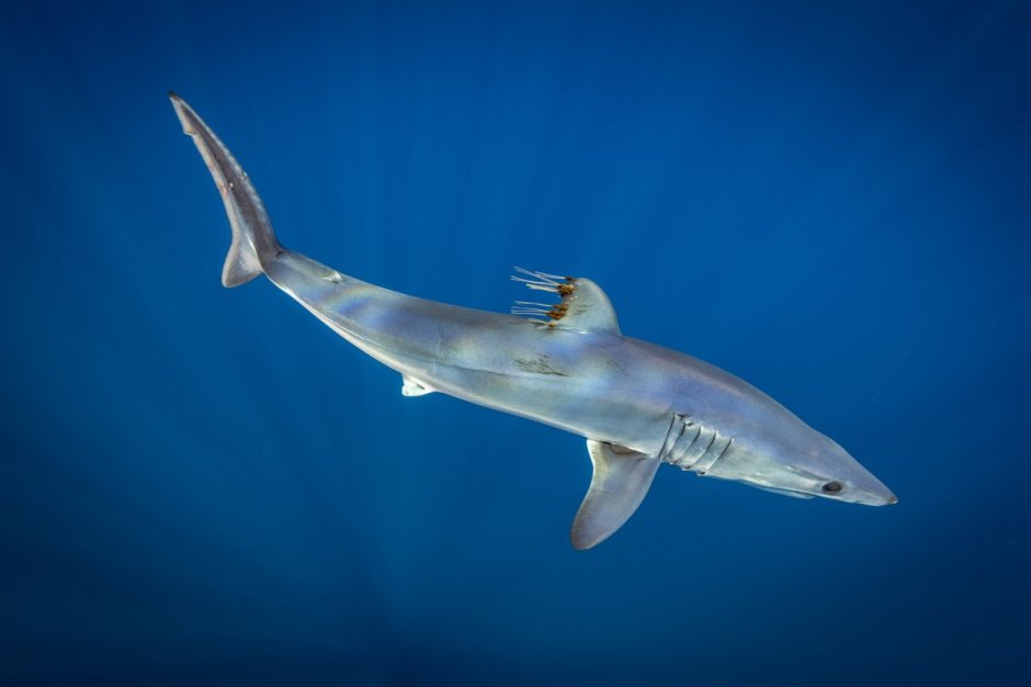 Мако акула хвост