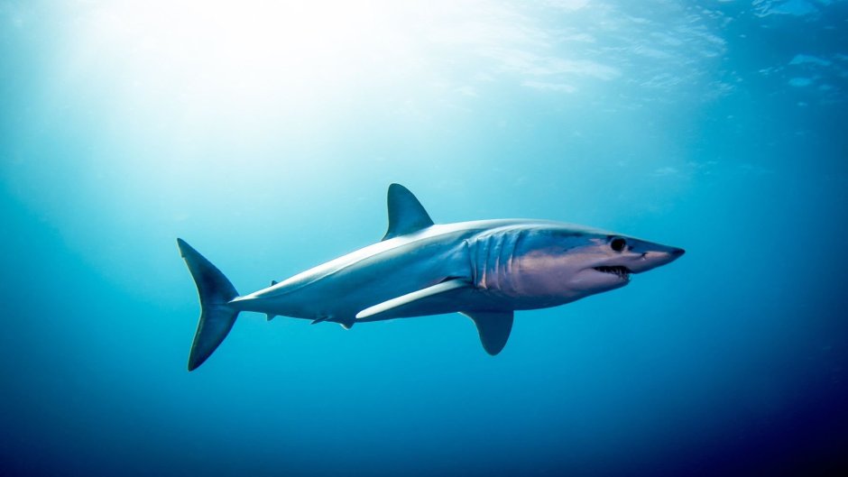 Isurus oxyrinchus акула мако