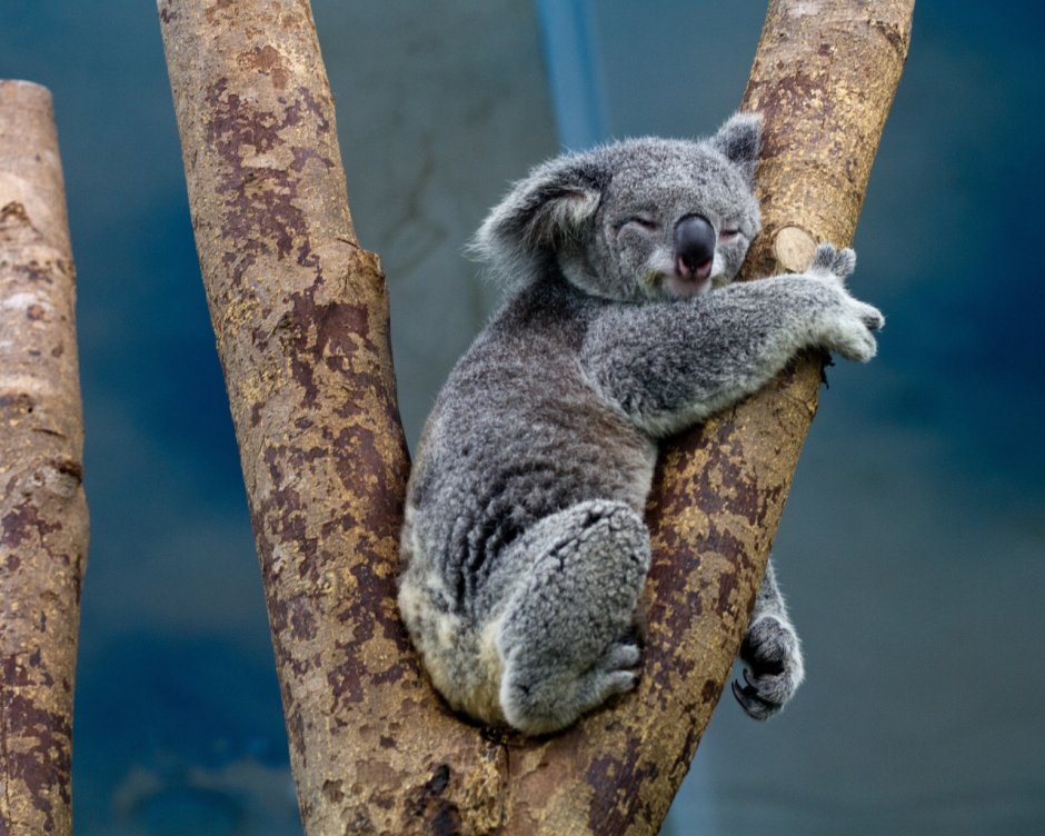 Спокойный зверек