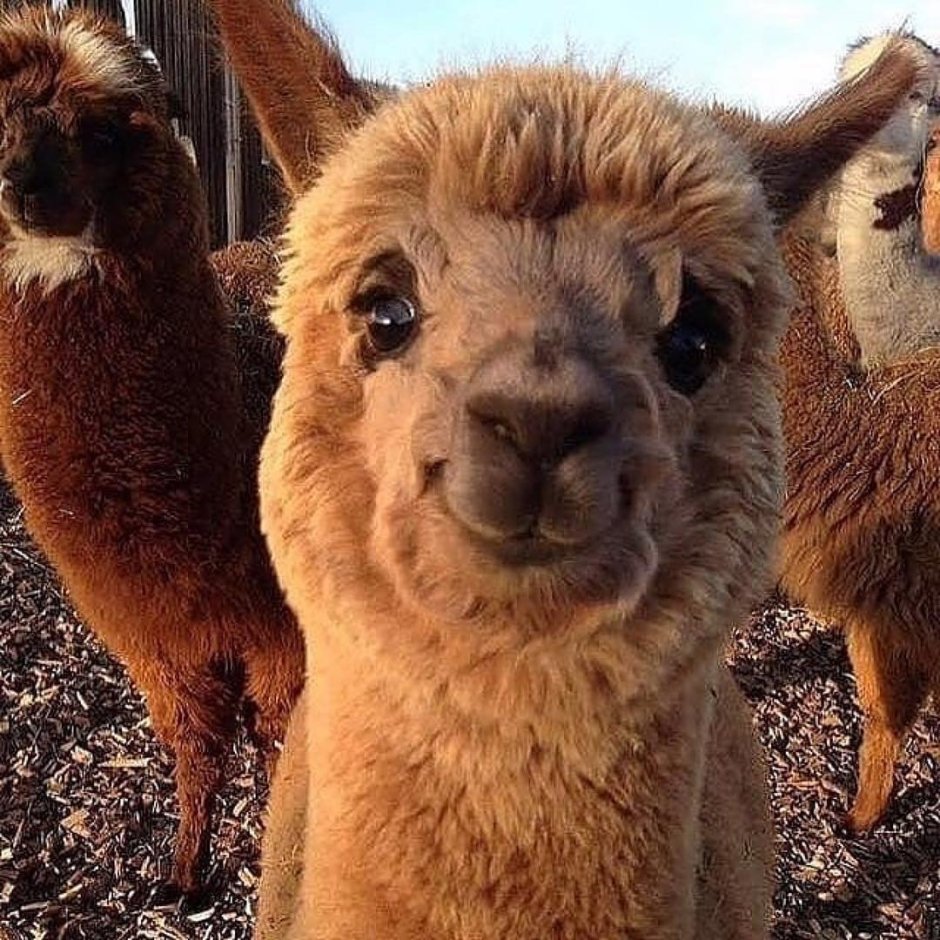 Альпаки улыбаки