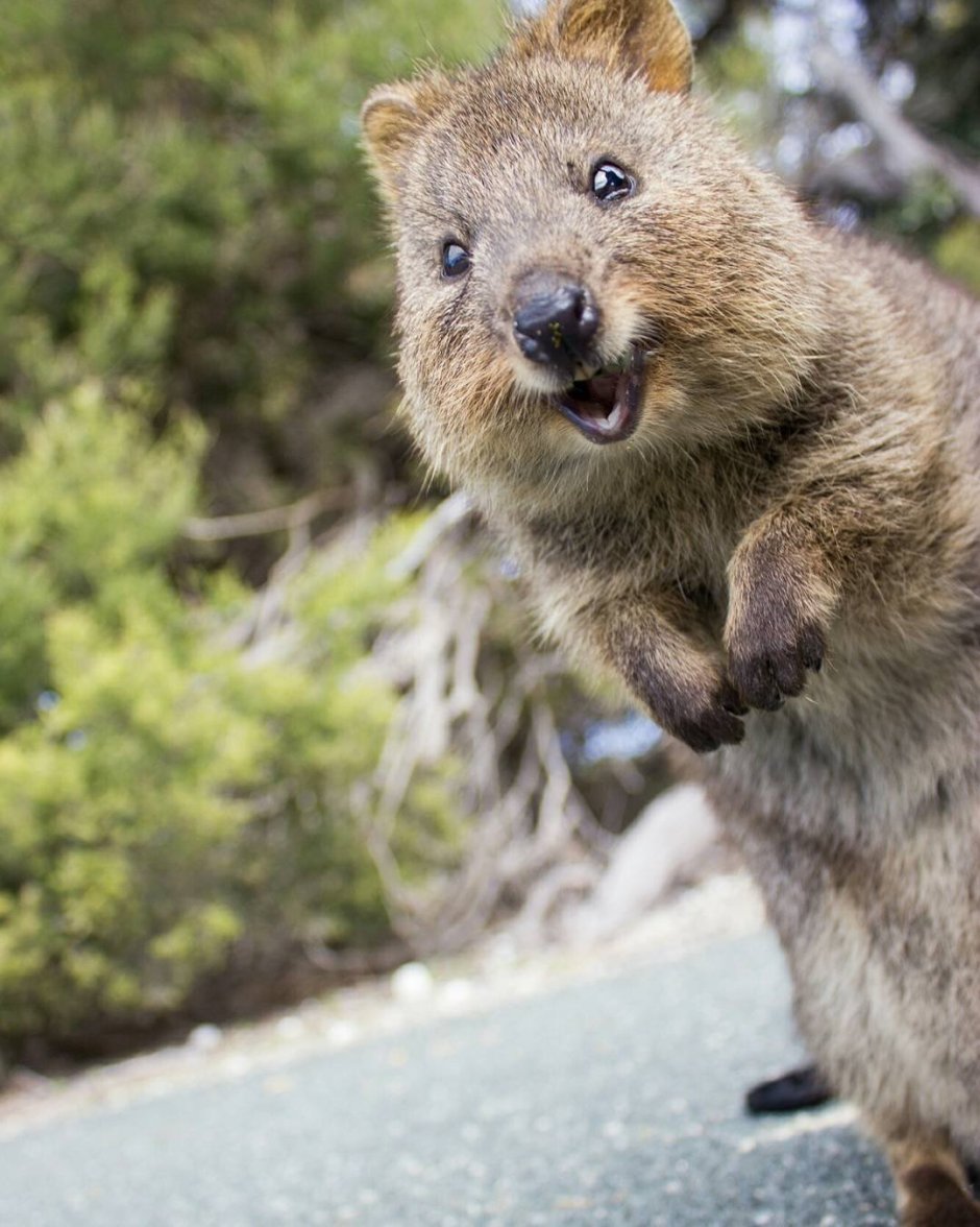 Карликовый кенгуру Квокка