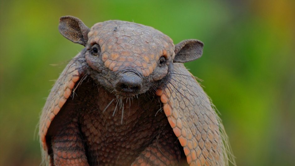 Броненосец милый