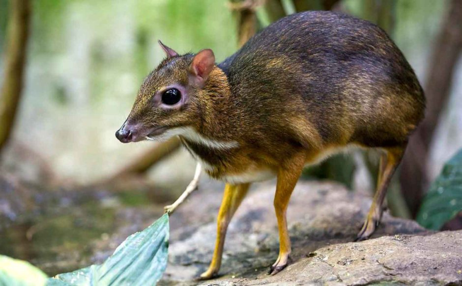 Яванский малый канчиль