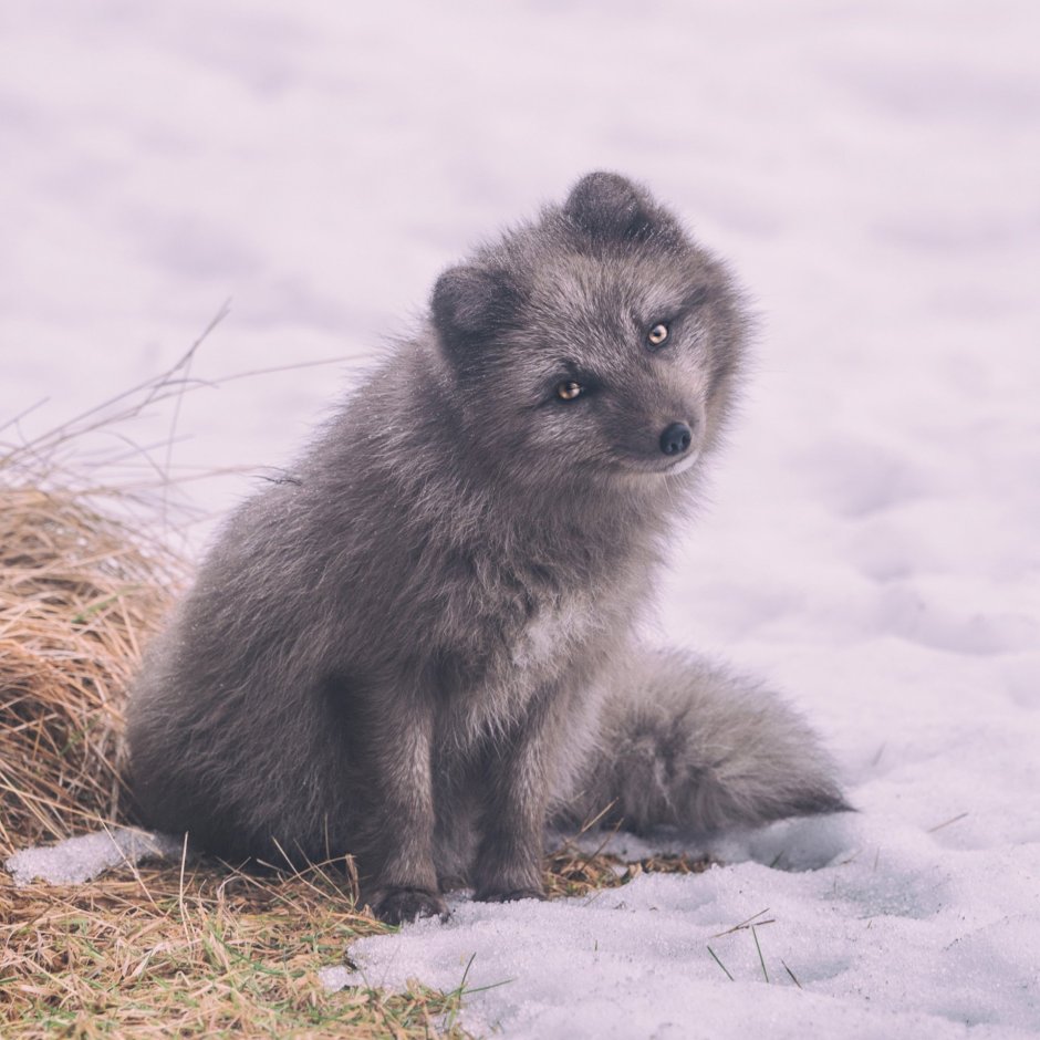 Голубой песец