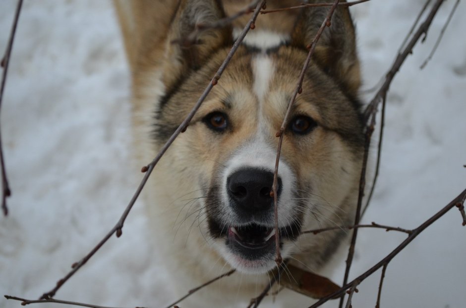 Бирюк животное