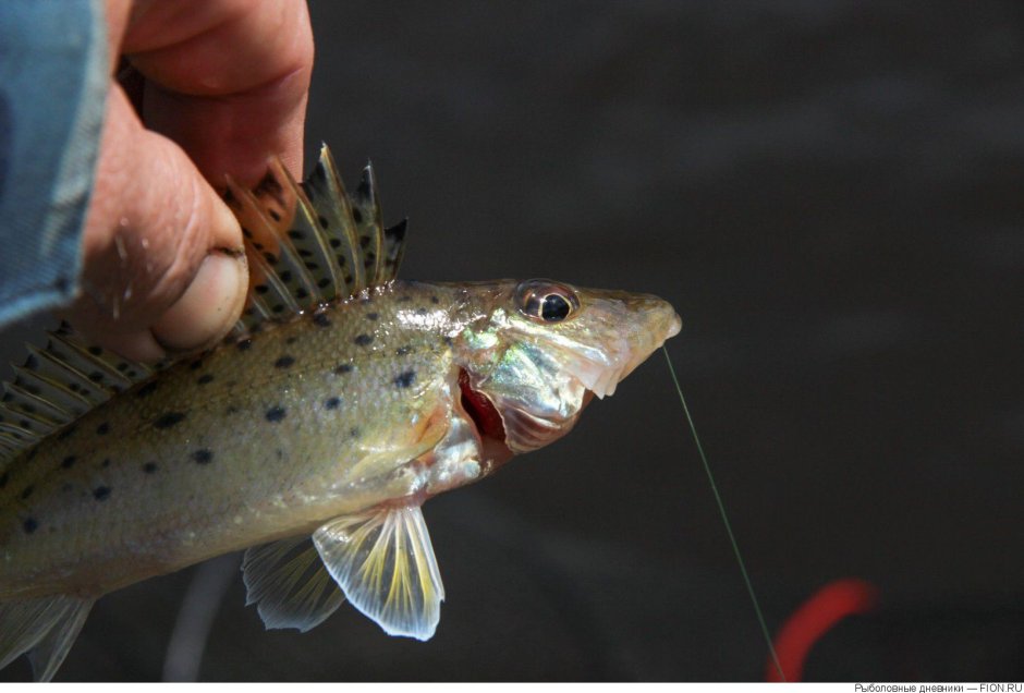 Донской бирючок рыба