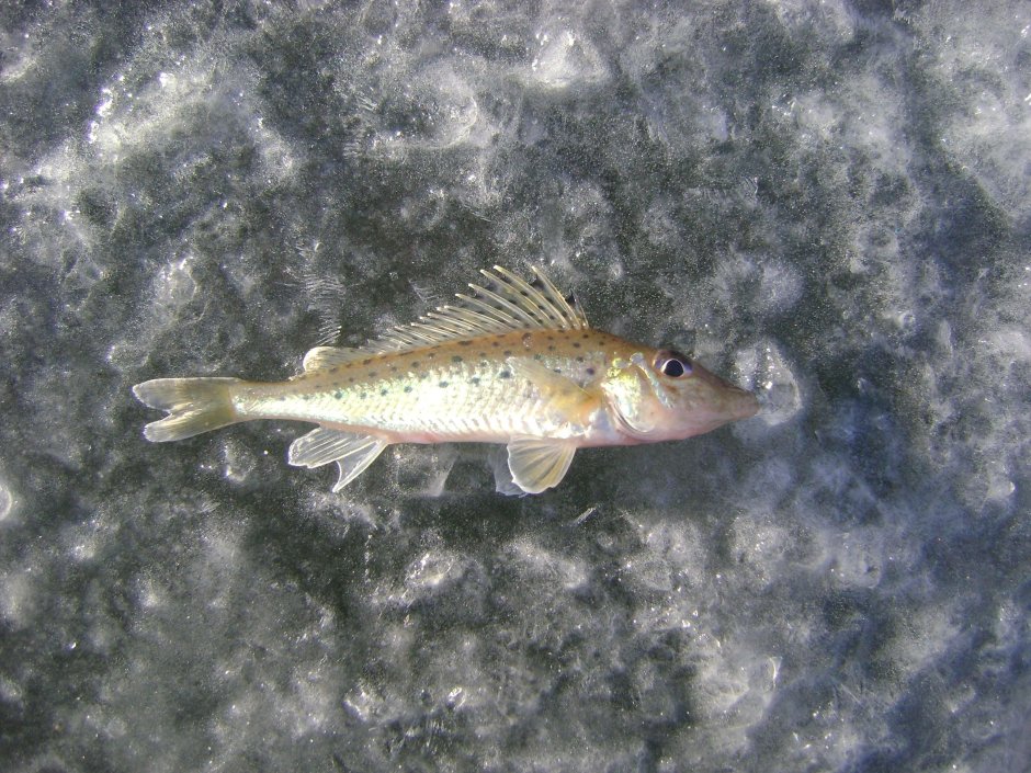 Рыба Донской Ерш носарь