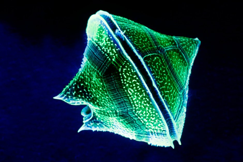 Планктон динофлагелляты