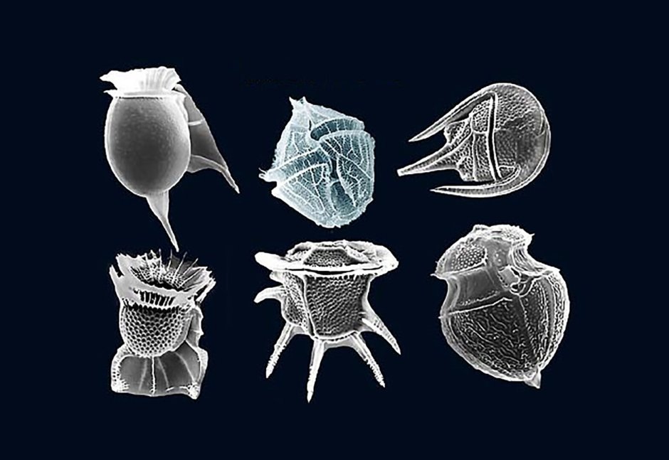 Отряд панцирные жгутиконосцы (Dinoflagellida).