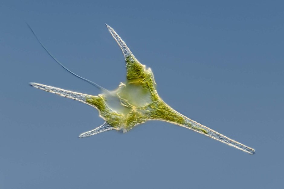 Панцирные жгутиконосцы – динофлагелляты