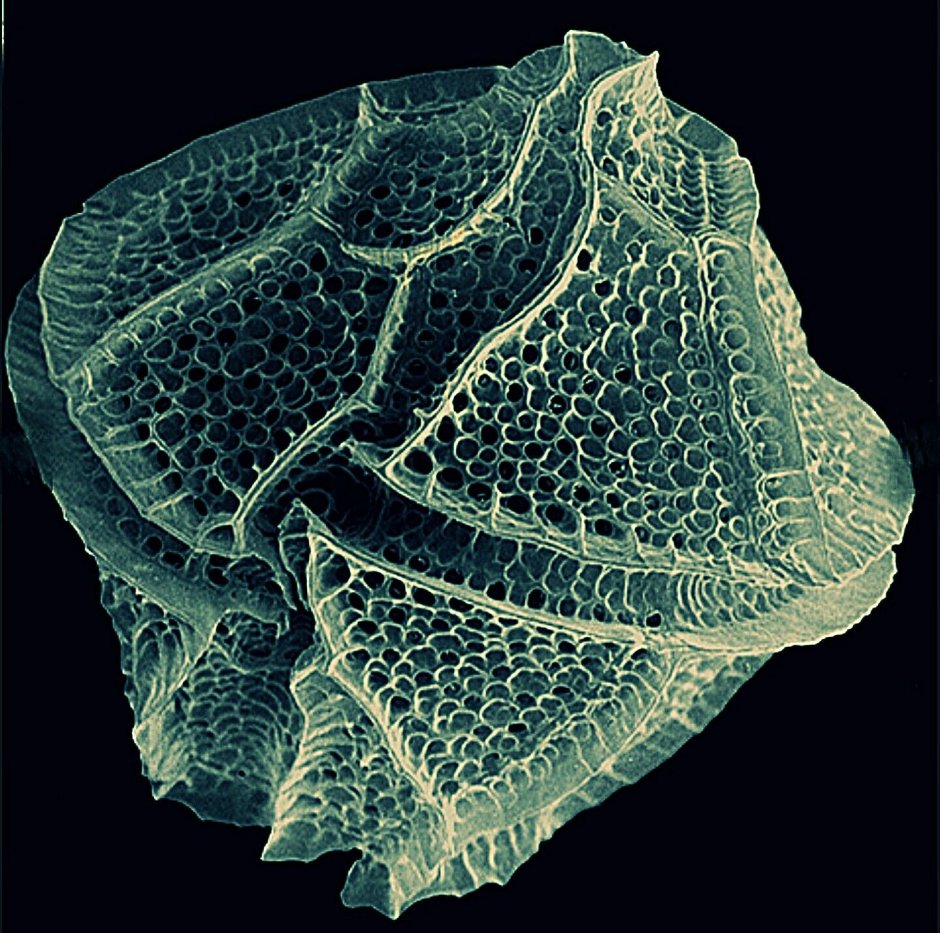 Lingulodinium polyedrum