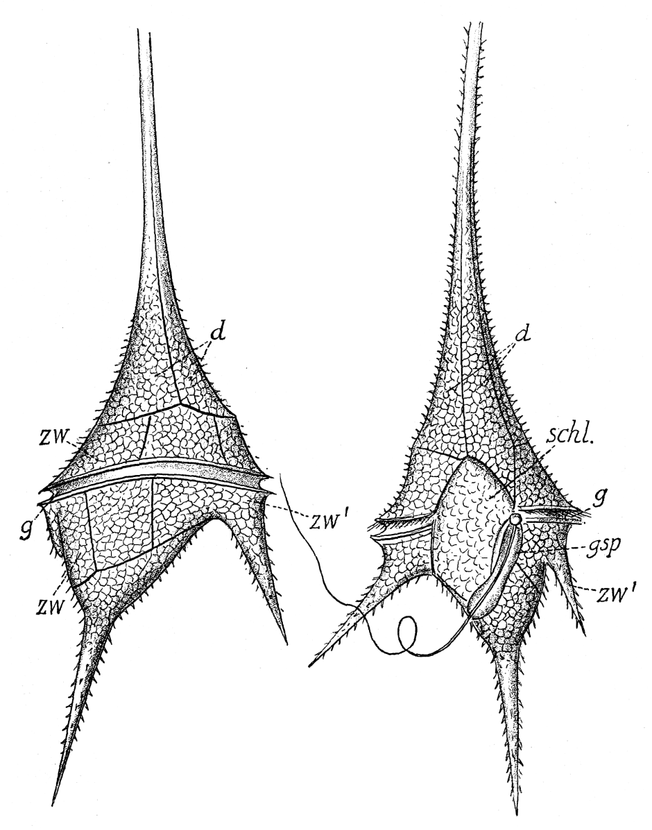 Динофитовые водорослицератиум