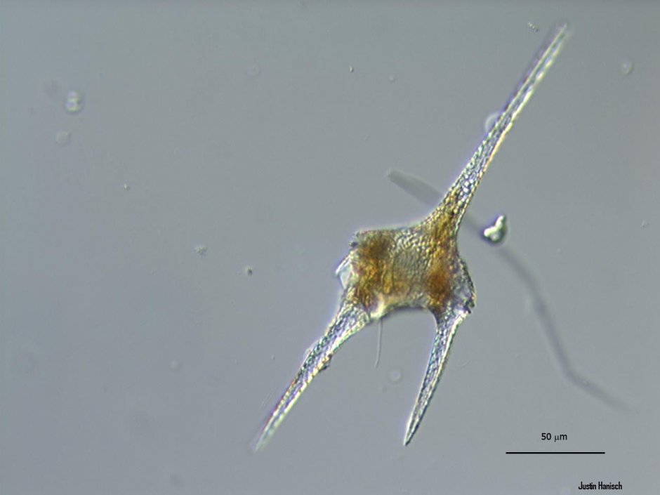 Ceratium hirundinella строение