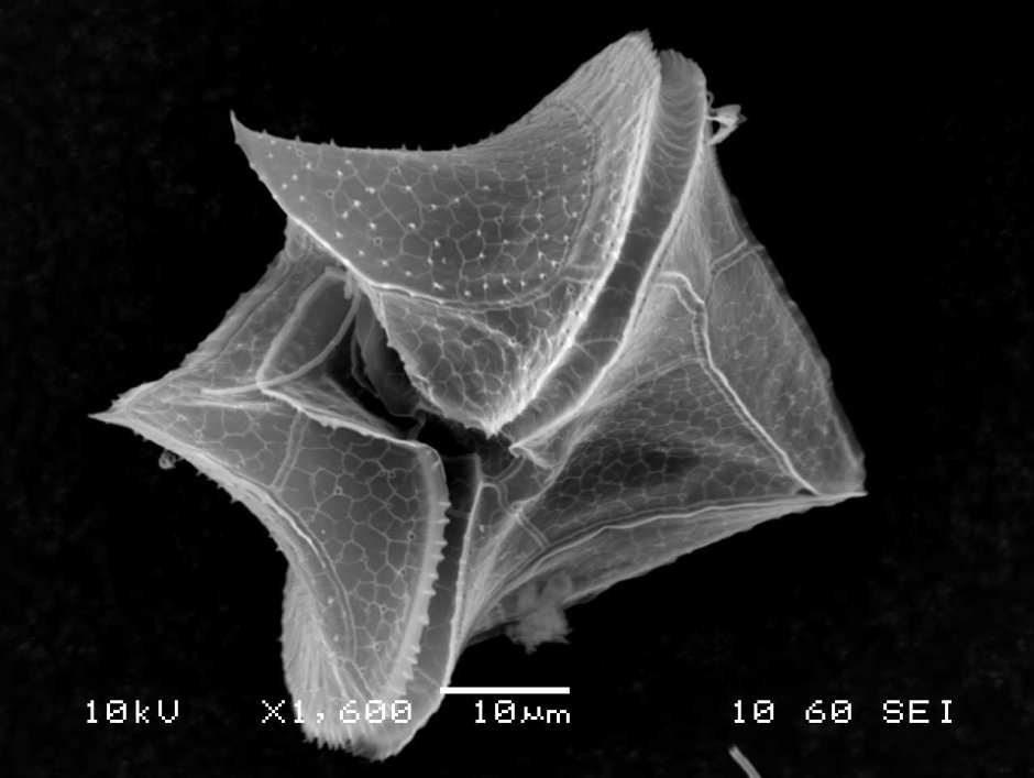 Динофлагелляты представители