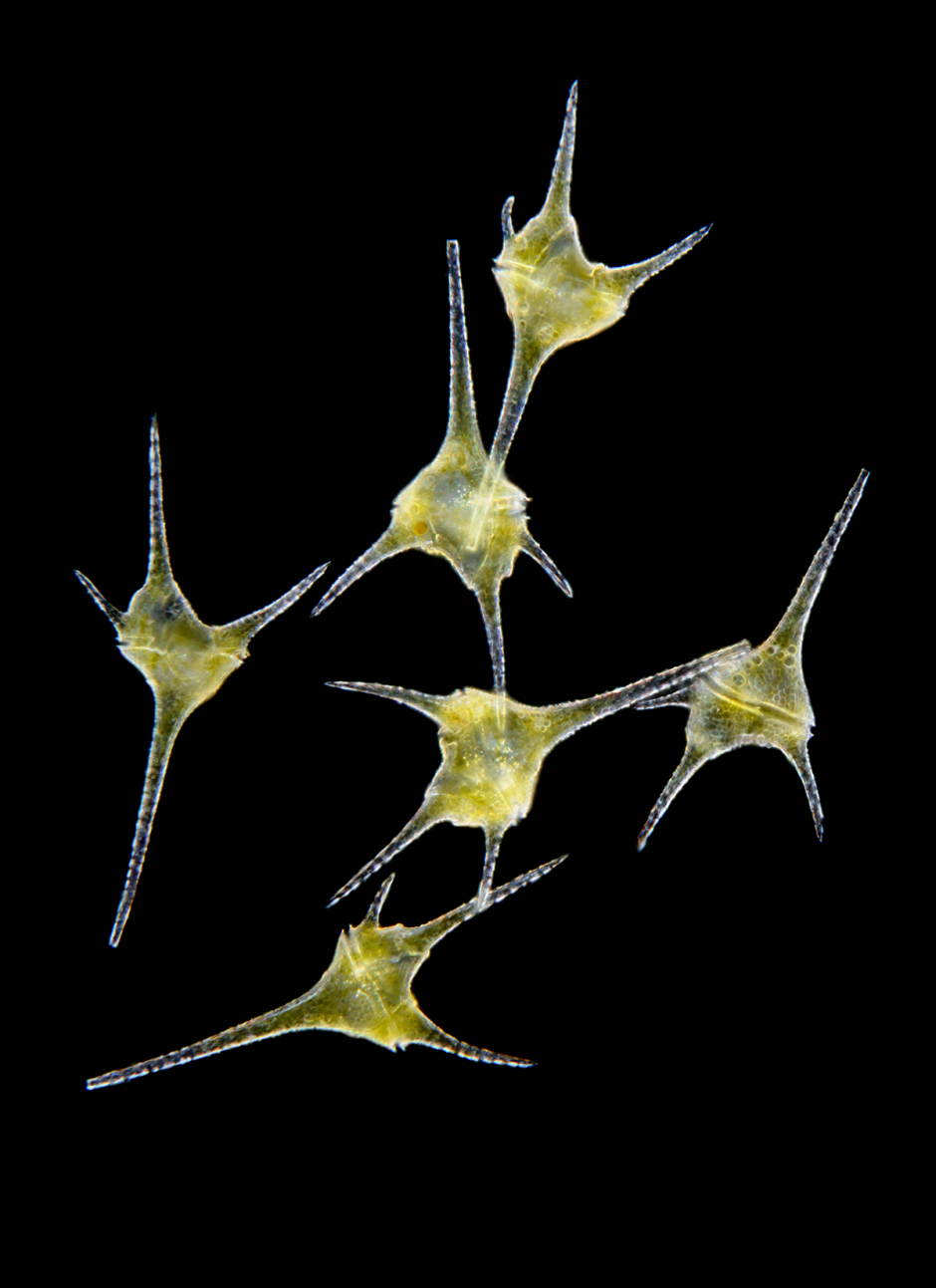 Динофлагелляты водоросли