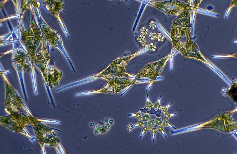 Динофлагеллаты (панцирные жгутиконосцы