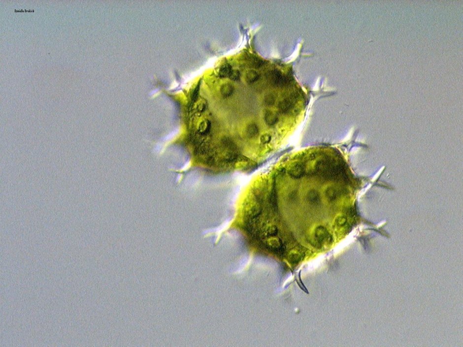 Бациллариофициевые водоросли