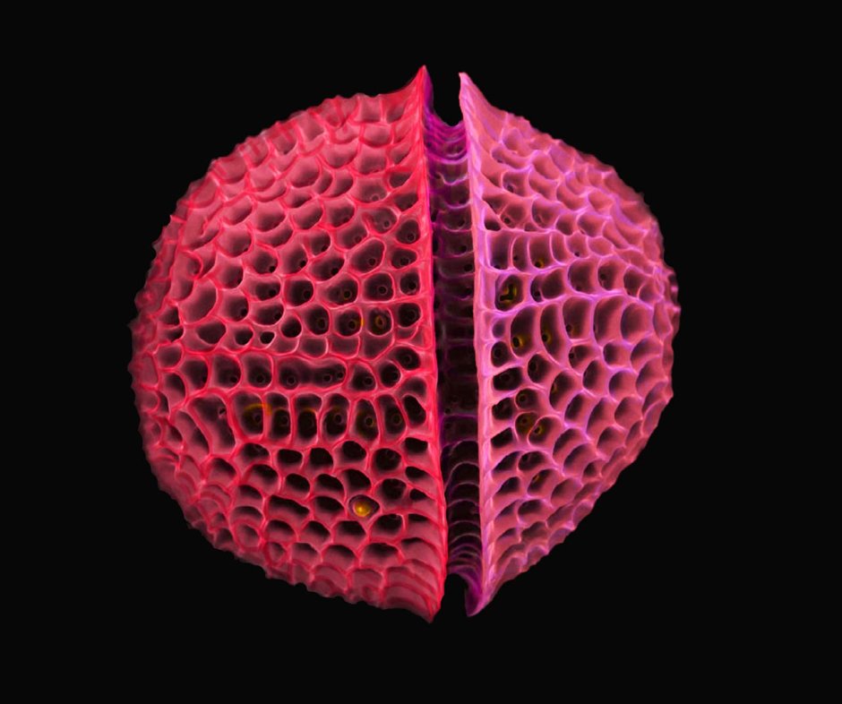 Динофлагелляты водоросли