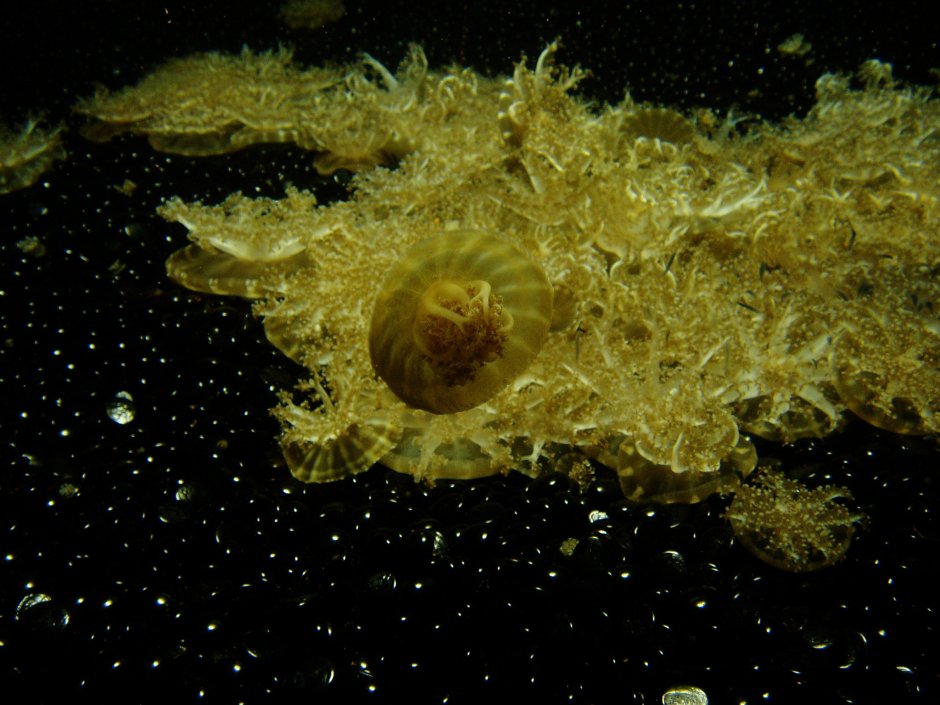 Кассиопея мангровая