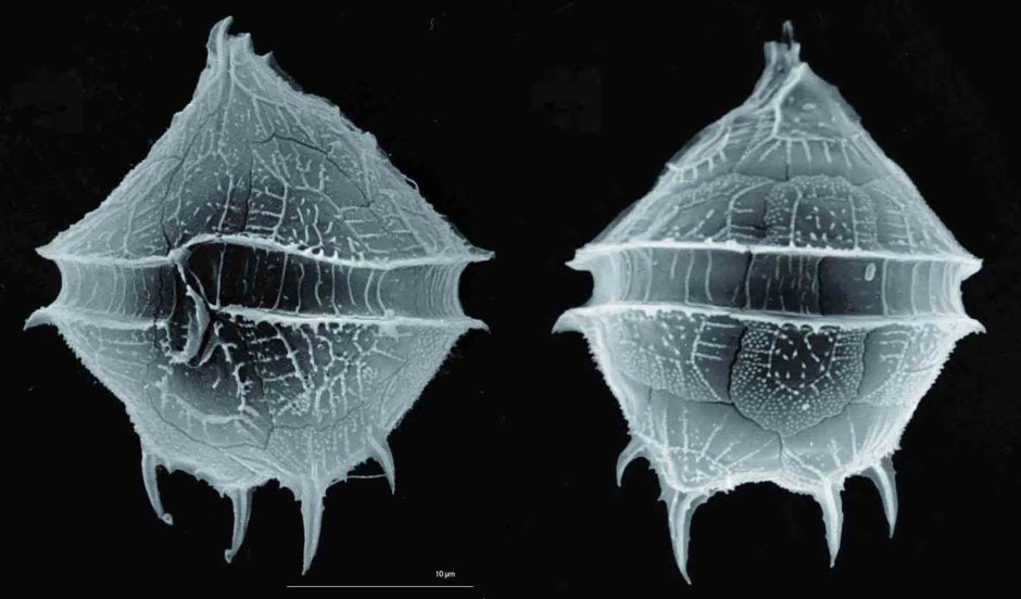 Перидиниум водоросль