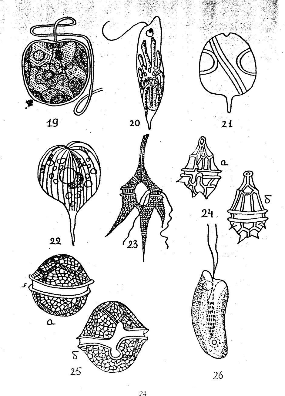 Отдел динофитовые водоросли (Dinophyta)
