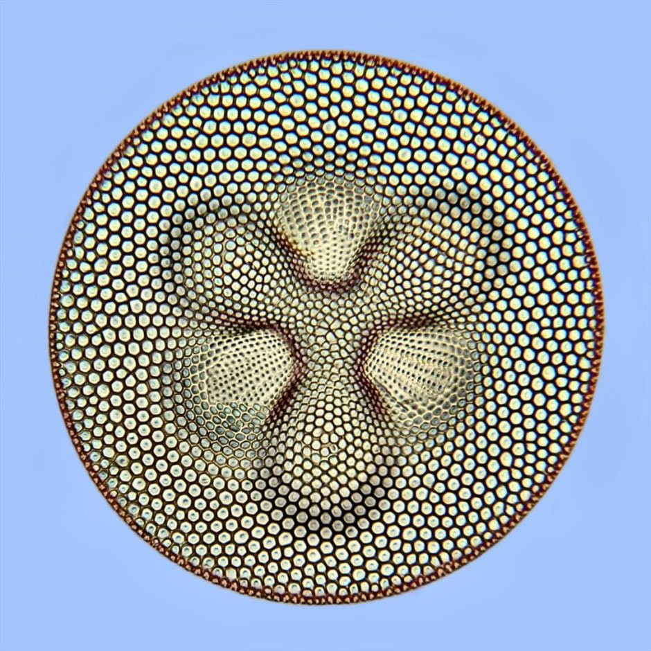 Coscinodiscus radiatus
