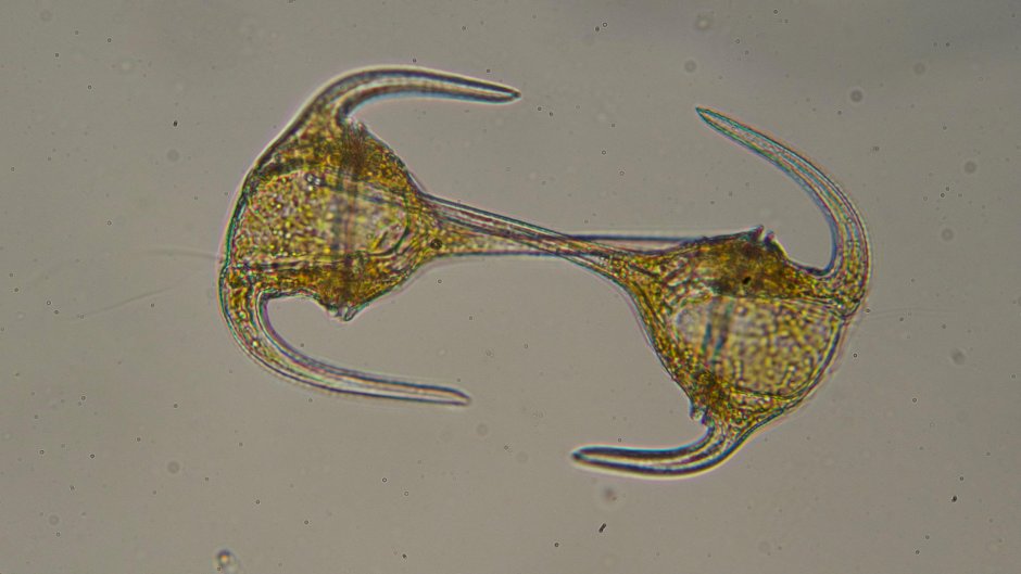 Ceratium hirundinella строение