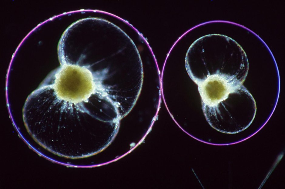 Перидинеи водоросли