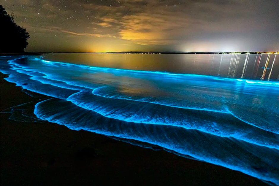 Остров Ваадху, Мальдивы. Планктон